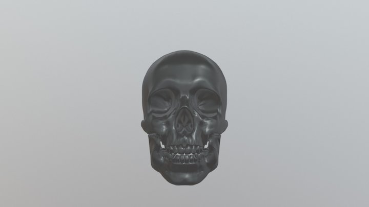 Cranio 3D Model