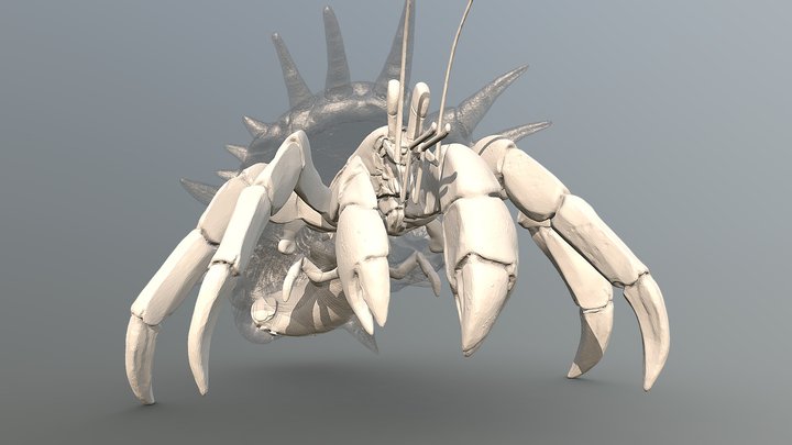 Hermit crab 3D Model