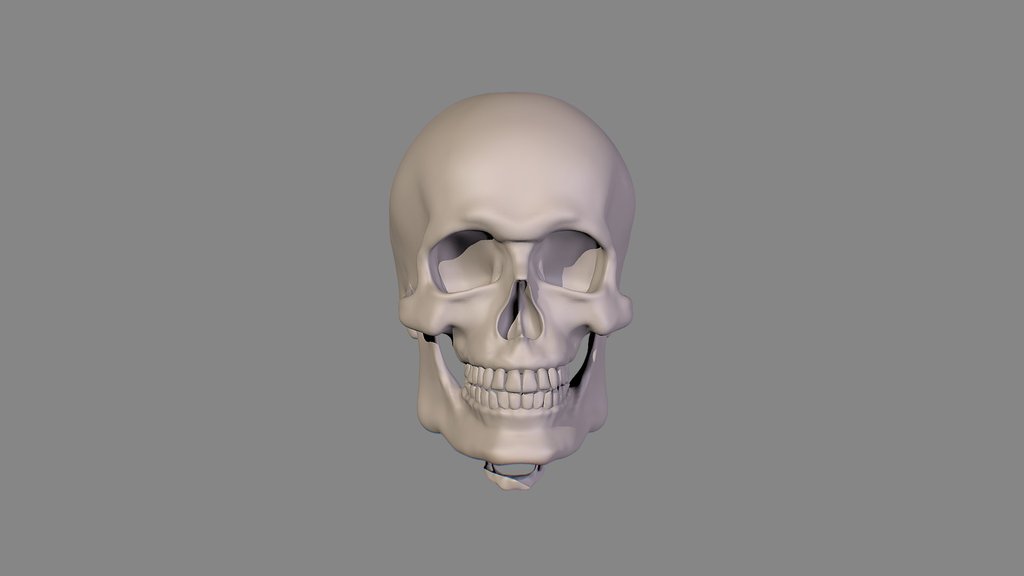 Human Male Skull for drawing reference