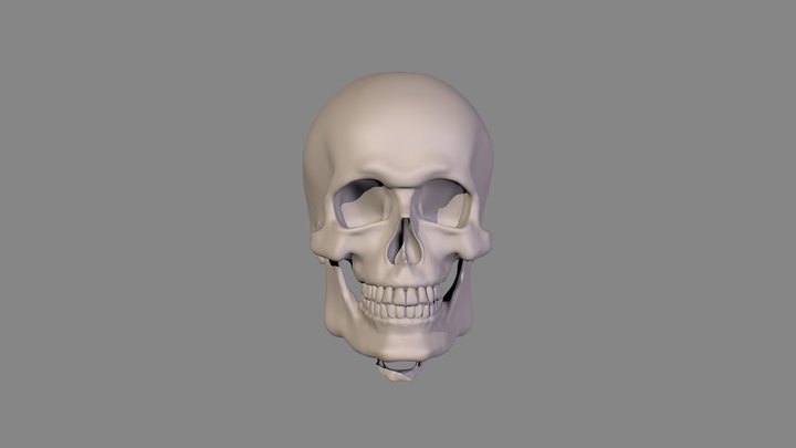 Human Male Skull for drawing reference 3D Model