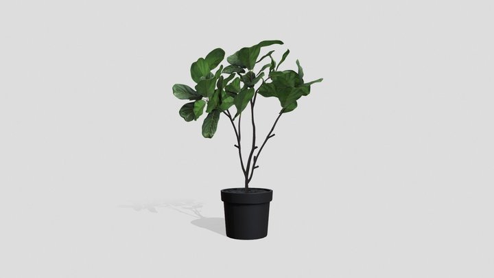 Ficus lyrata Type2