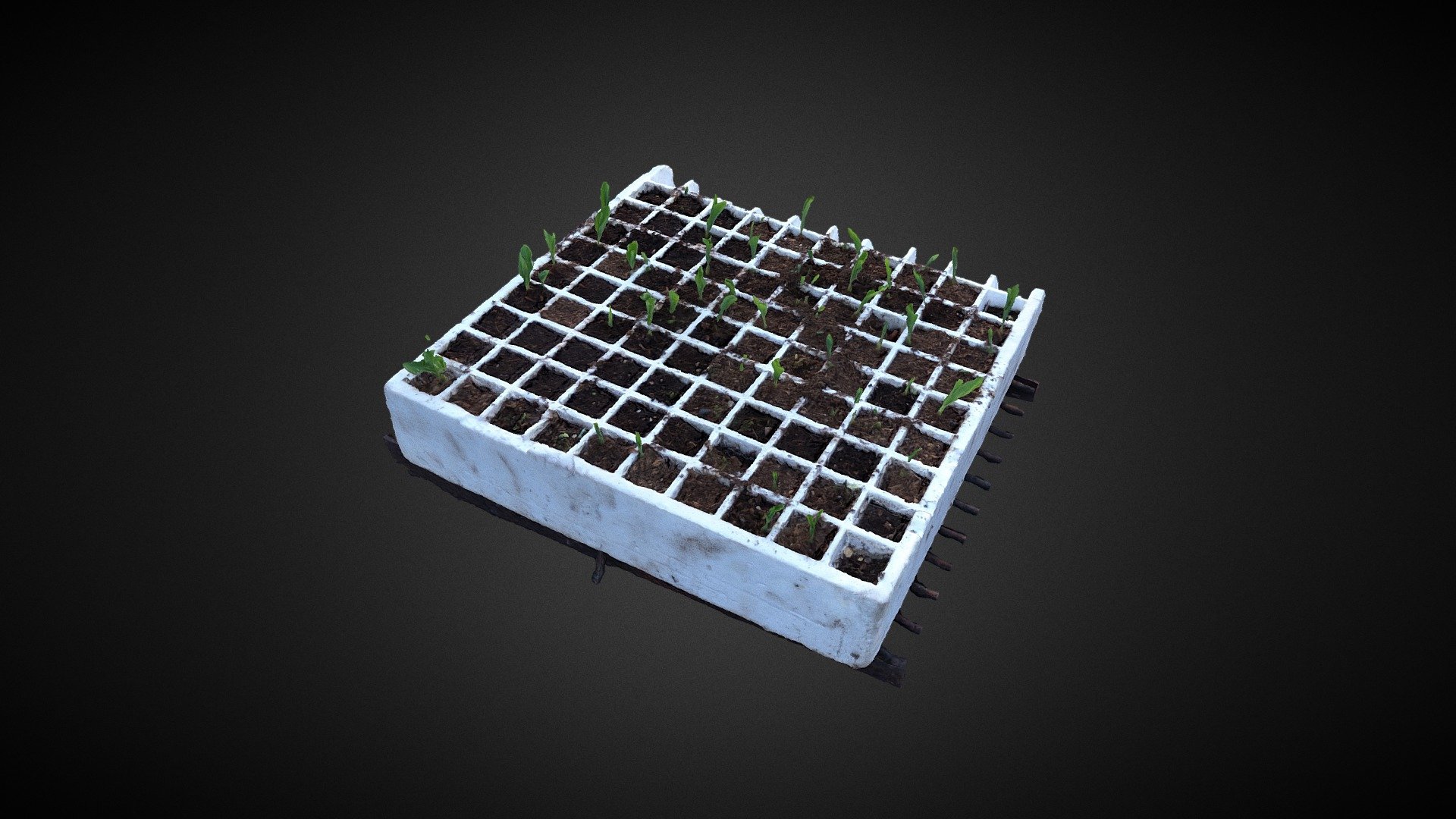 Corn seedings