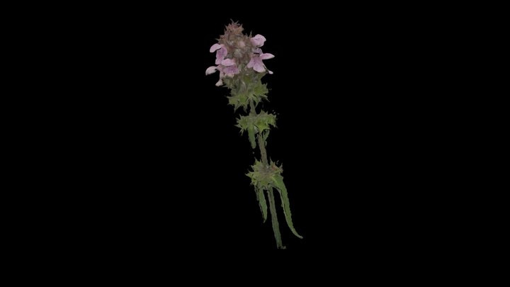 Чистец шершавый 3D Model