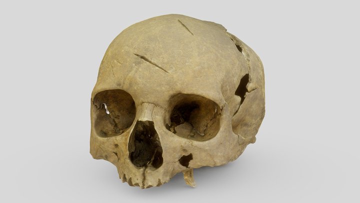 Female skull, injured by a medieval sword (1297) 3D Model