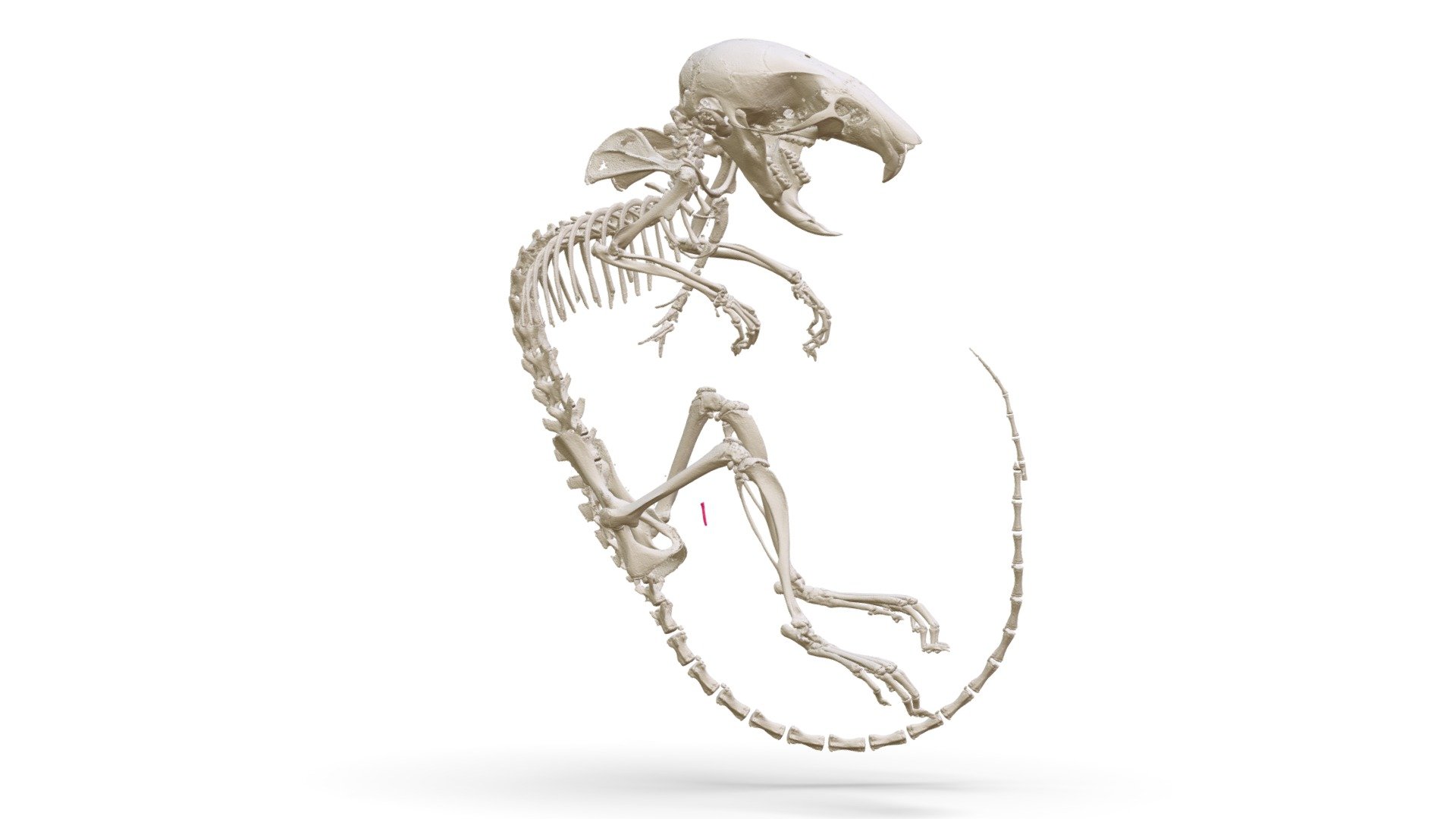 Apodemus peninsulae (MSB:Mamm:94322) - 3D model by Biodiversity ...