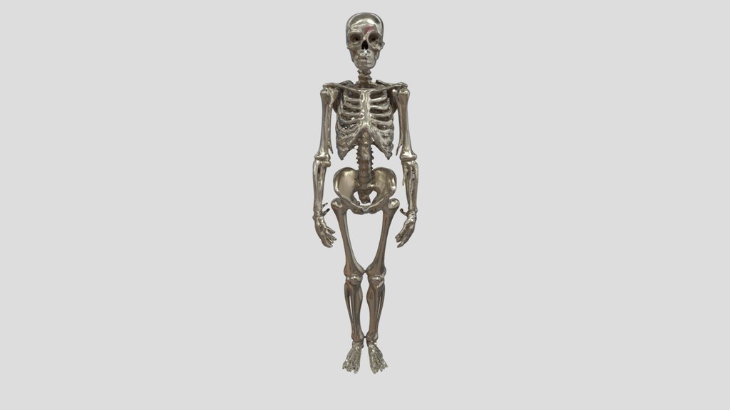 Male Human Skeleton - Full Body Anatomy 3D Model