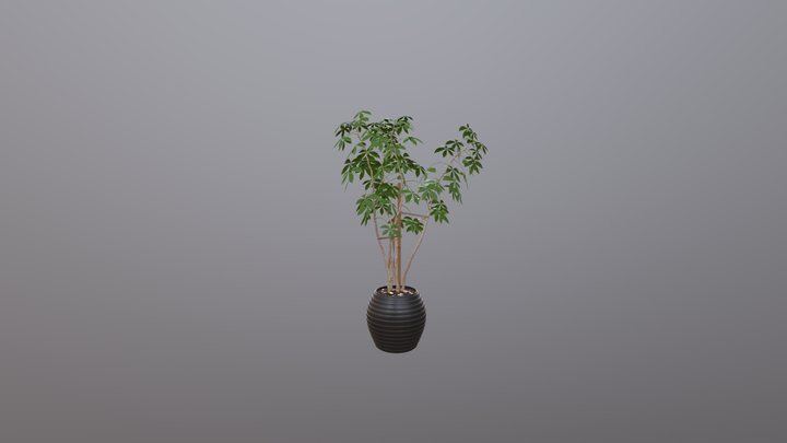Ficus 3D Model