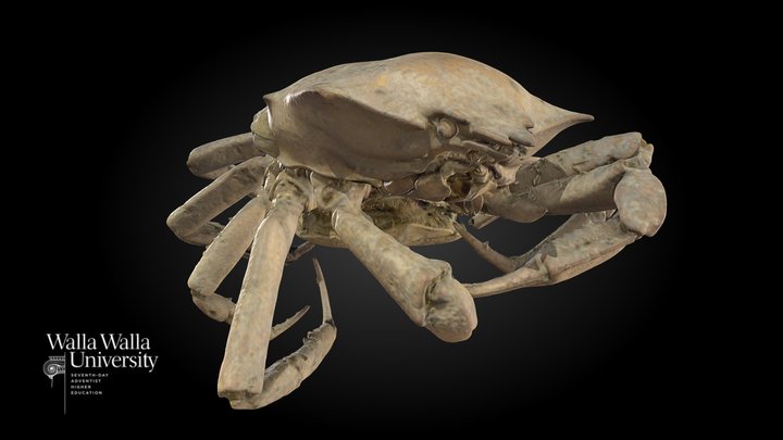 Northern Kelp Crab (Pugettia producta) 3D Model