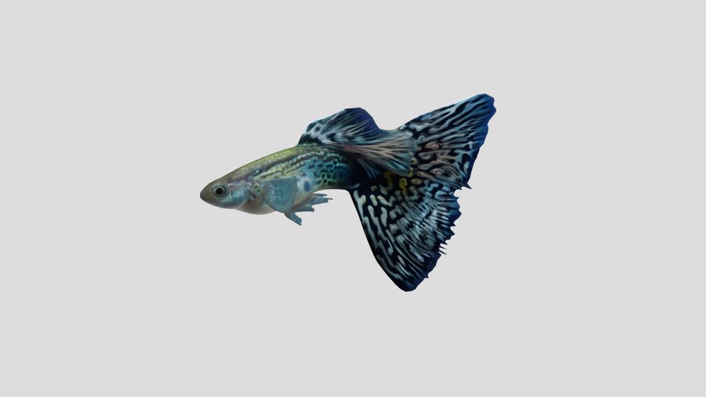 Mosaic Guppy Male