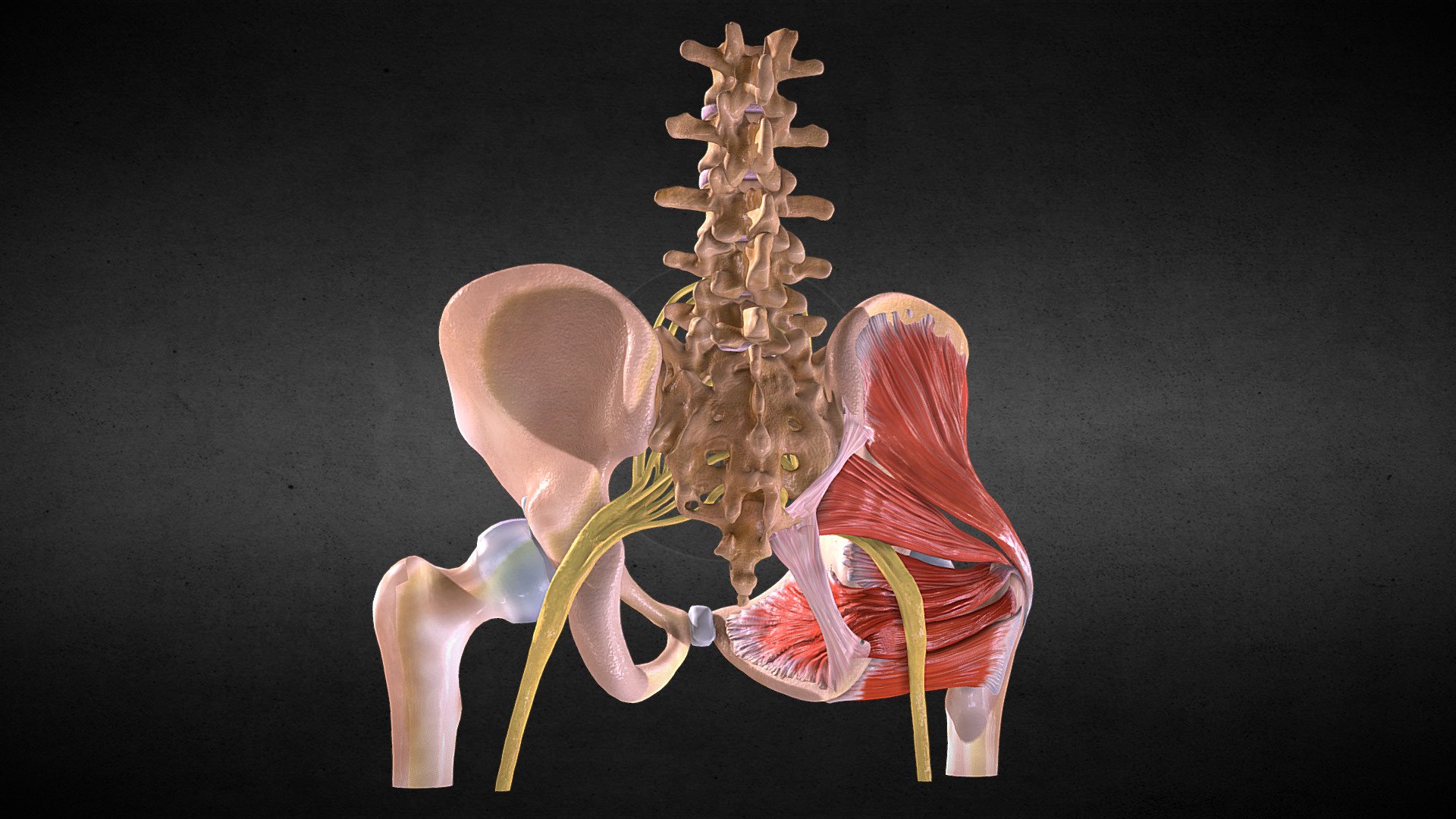 Deep muscles of the pelvis and Sacral plexus