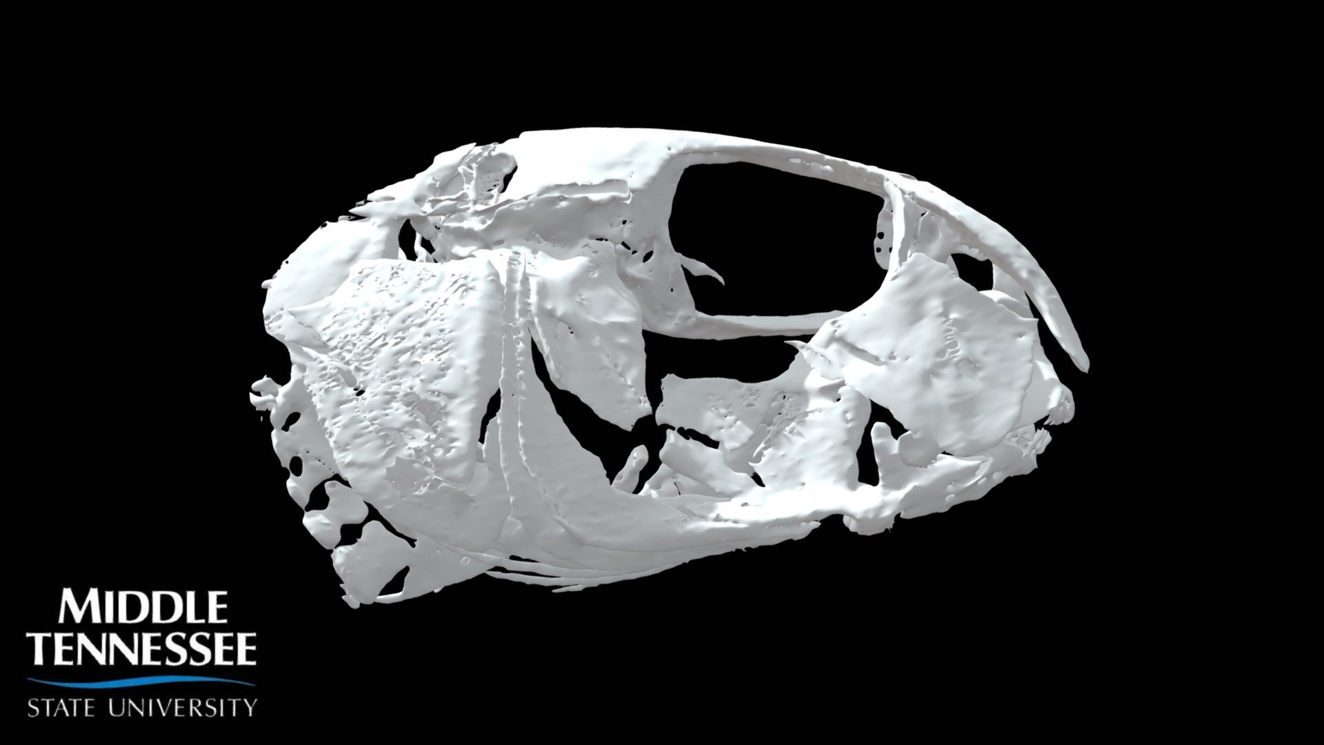 Greenside Darter - Etheostoma blennoides - Skull