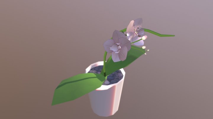 Orchid Model 3D Model