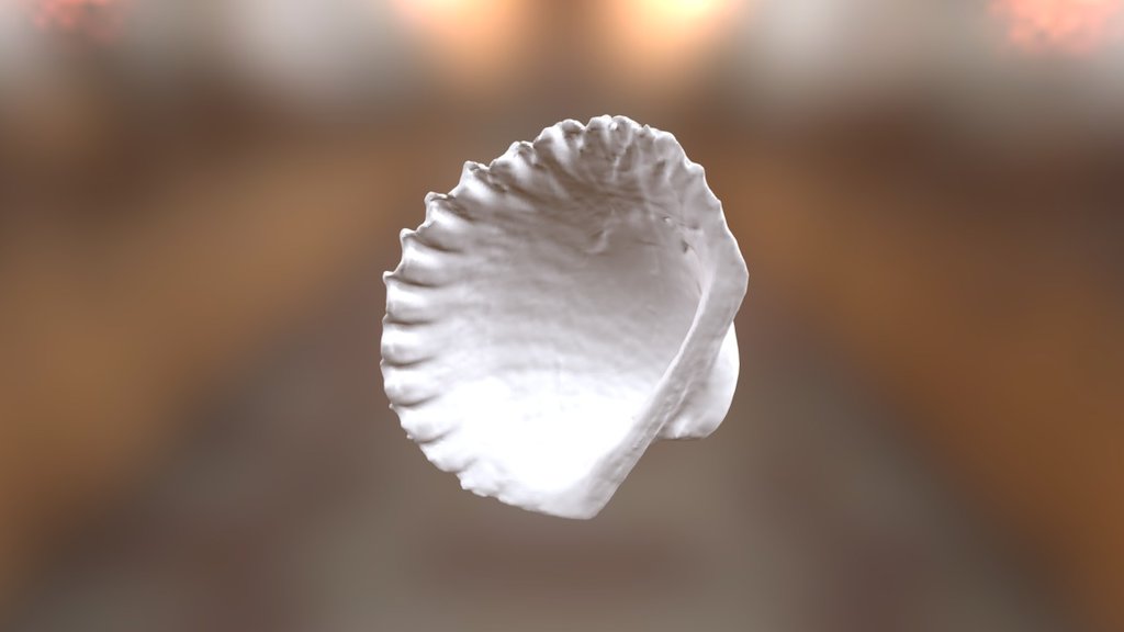 sea shell 1
