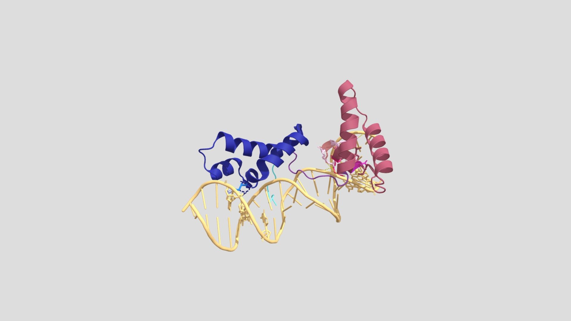 CENP-B (Human Centromere Protein B) (1HLV) - 3D model by kdua2537 ...