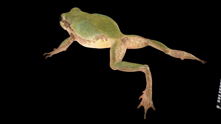 CC0 ヒガシニホンアマガエル 🐸 Japanese Eastern Tree Frog – Free 3D Model STL
