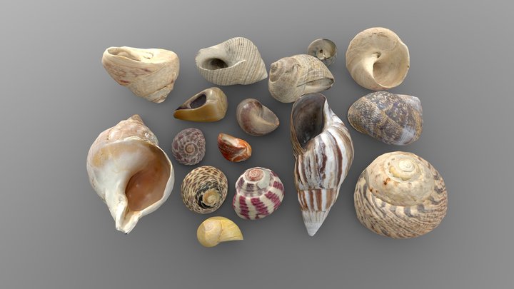 Seashells 3D models - Sketchfab