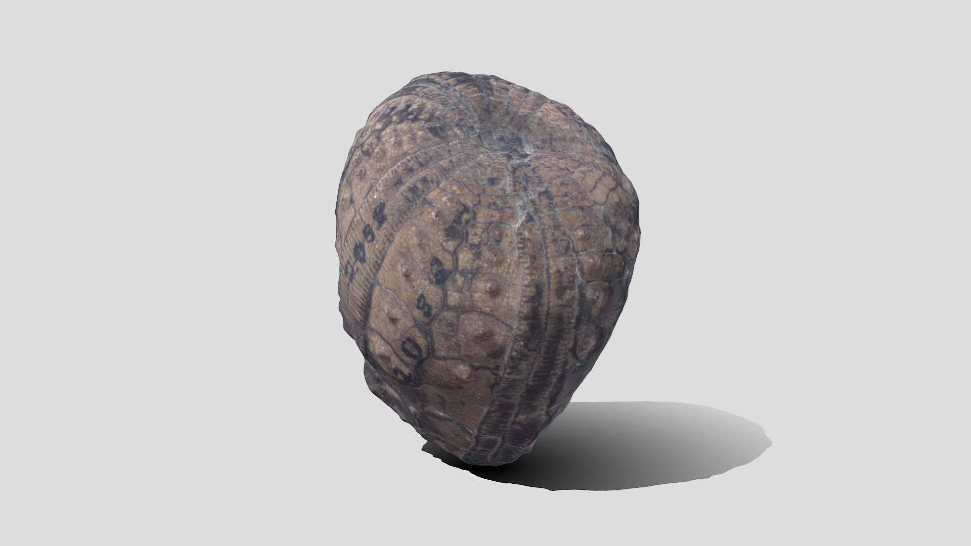 Sea Urchin Fossil
