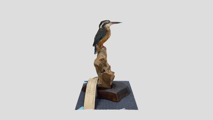 Kawasemi　カワセミ剥製　天王寺動物園 3D Model