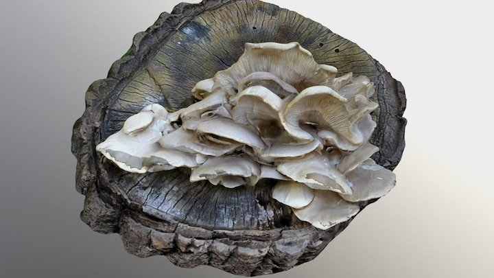 Fungus01 3D Model