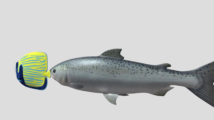 Fish1 3D Model