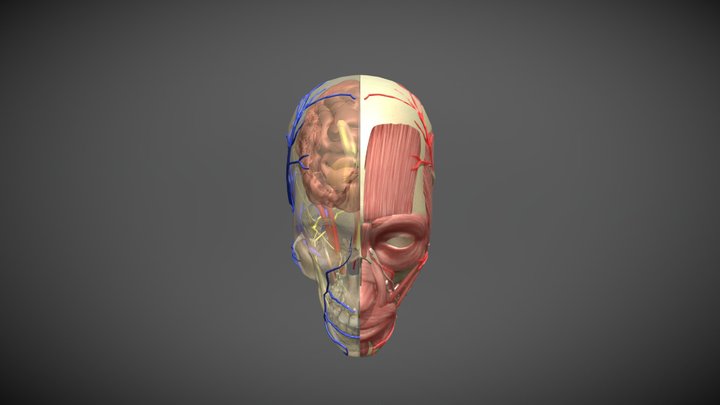 anatomy 3D Model