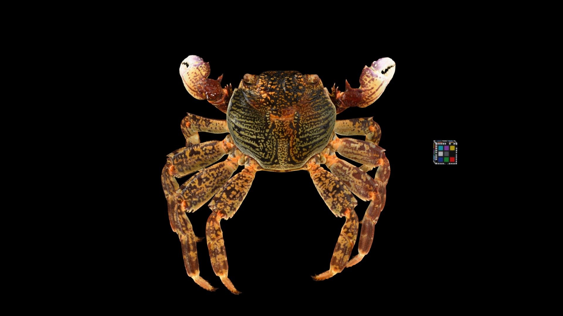 ミナミイワガニ ♂ Sally-light-foot Crab, G. albolineatus