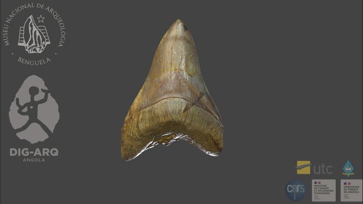 Dente de megalodonte, Dungo, Angola 3D Model
