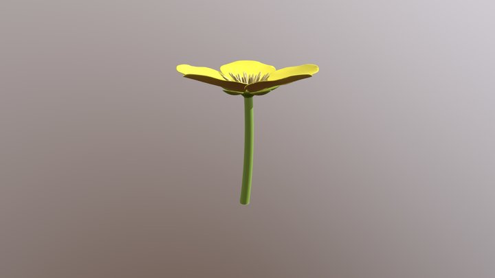 Ranunculus Acris 3D Model