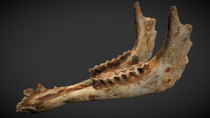 Camel mandible 3D Model