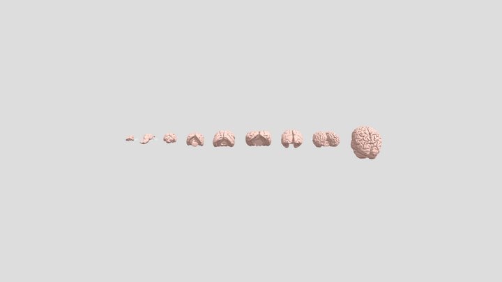 Animal Brains 3D Model