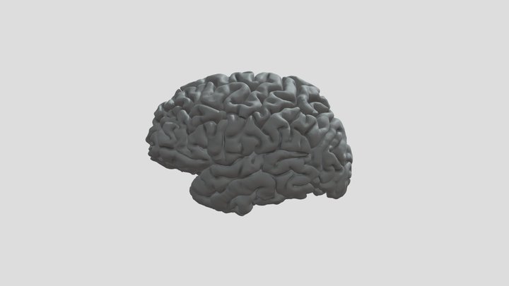 Left Brain Hemisphere from MRI 3D Model