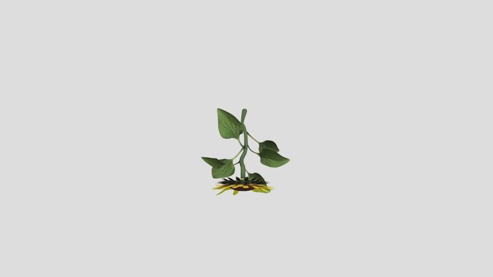 sunflower 3D Model