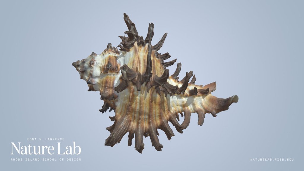 Endive Murex Shell