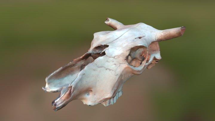 cow skull raw 3D Model