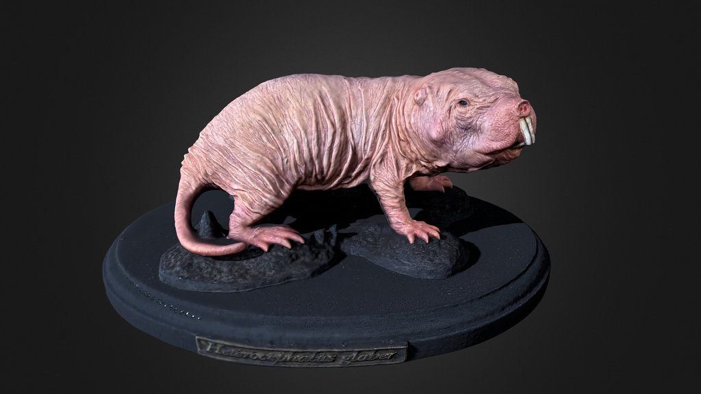 Naked Mole Rat  .::RAWscan::.
