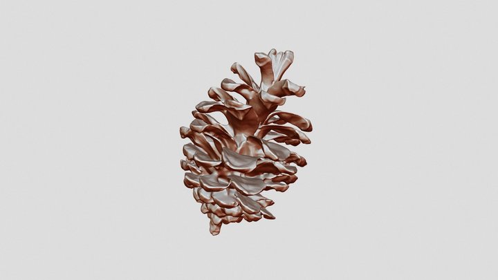 Pine Flower scan with einscan-se 3D Model
