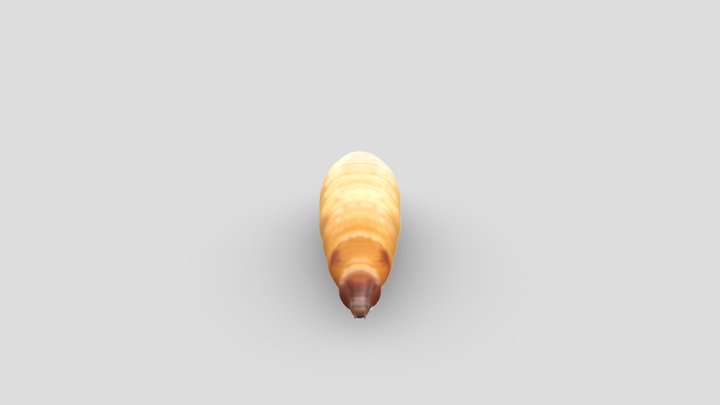 Maggot_v2 3D Model