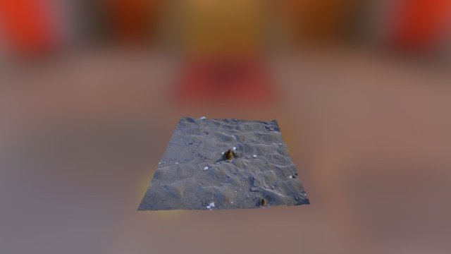 Shell and Ripples 3D Model