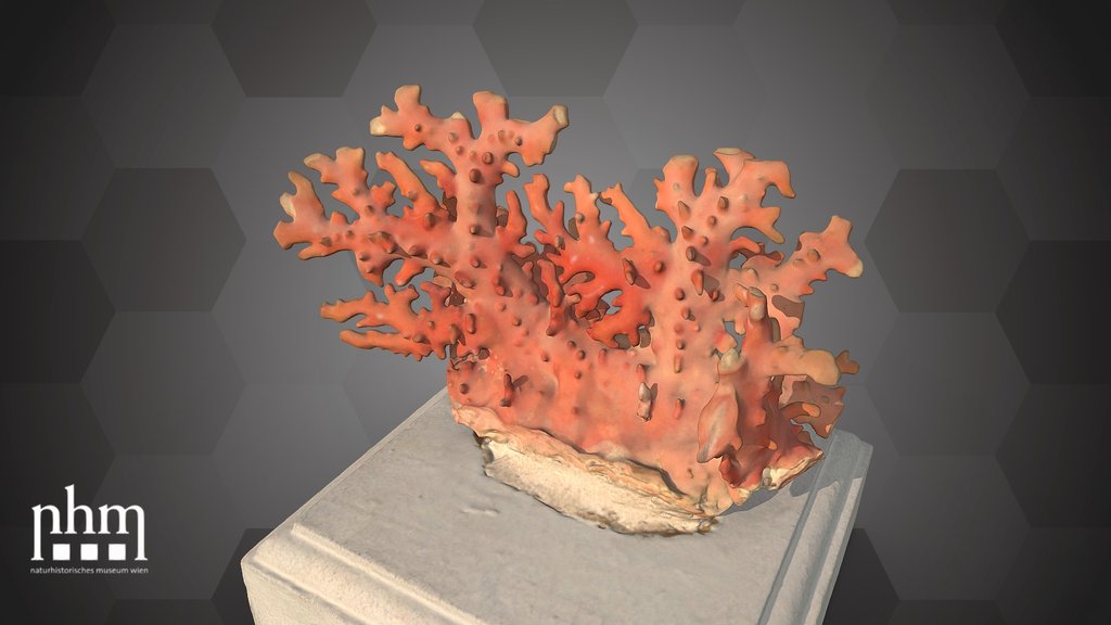 Calcareous benthic hydroid (NHMW-ZOO-EV-0000042)