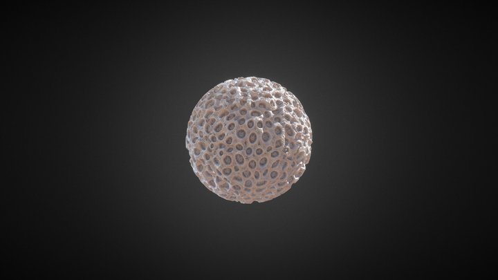 Koralle_C 3D Model