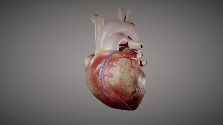 Heart textured (dog anatomy) 3D Model