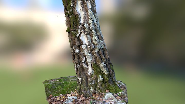 Tree Trunk - try one