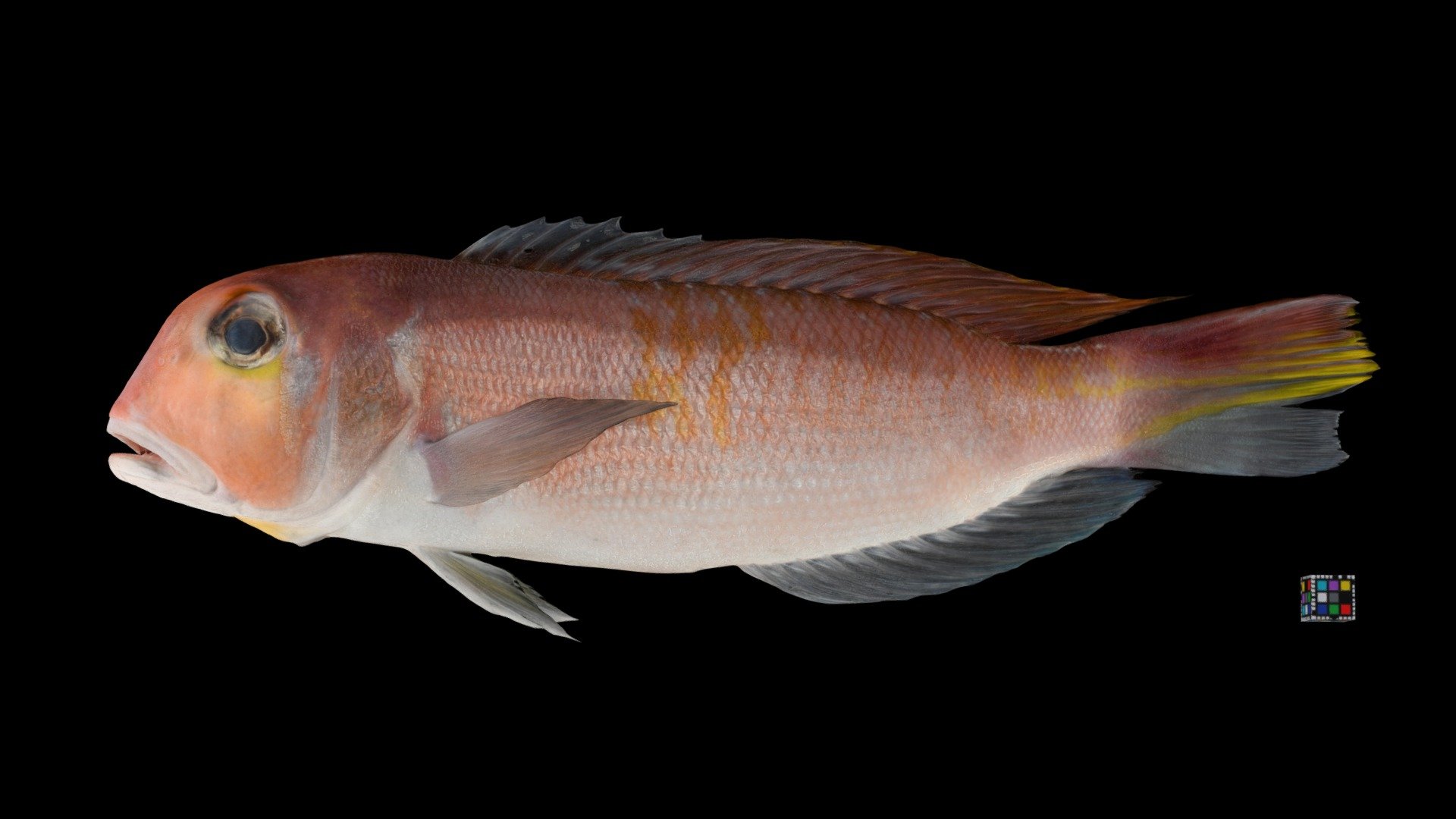 アカアマダイ Horsehead Tilefish, B. japonicus