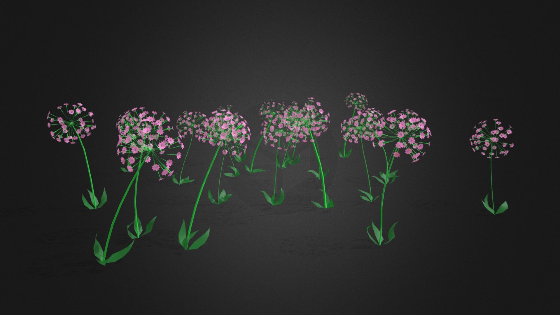 Animated Lilly Flowers