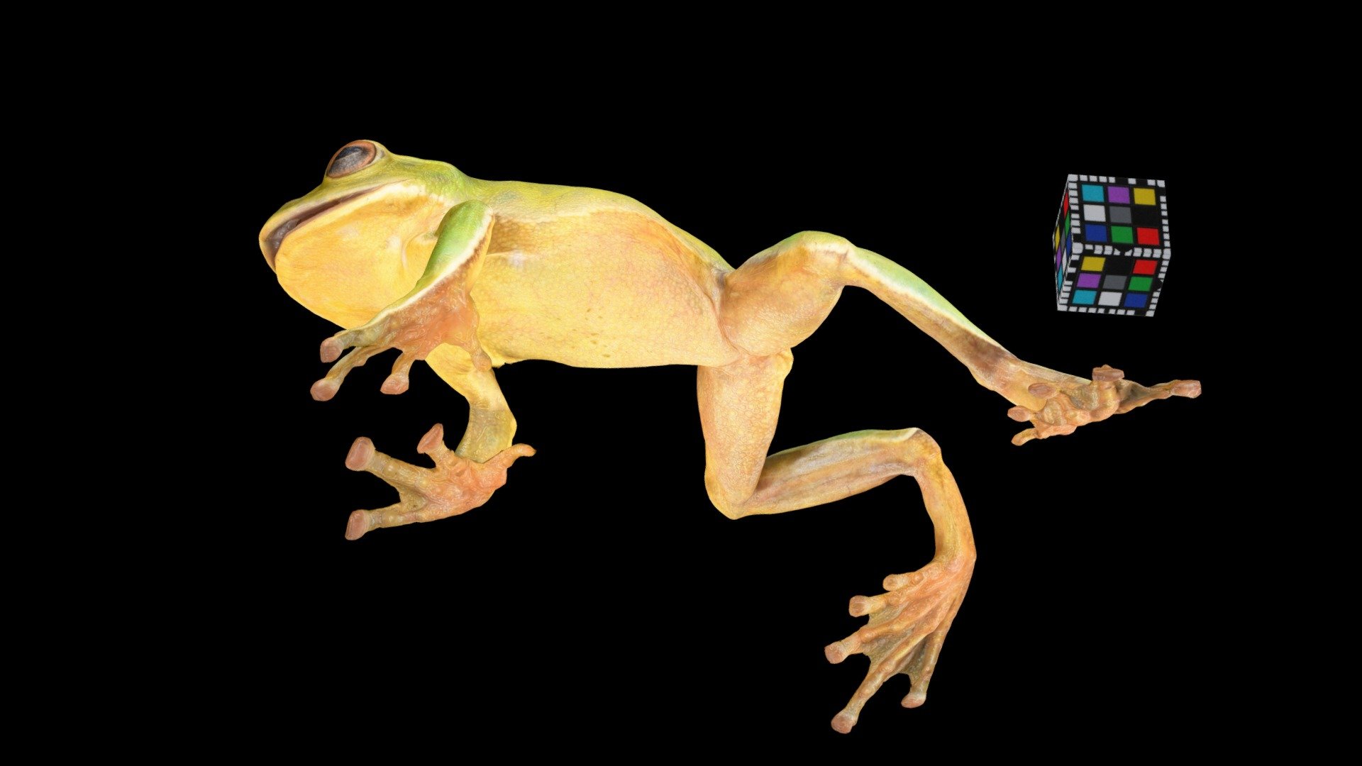 モリアオガエル ♂ Green Tree Frog, Rhacophorus arboreus