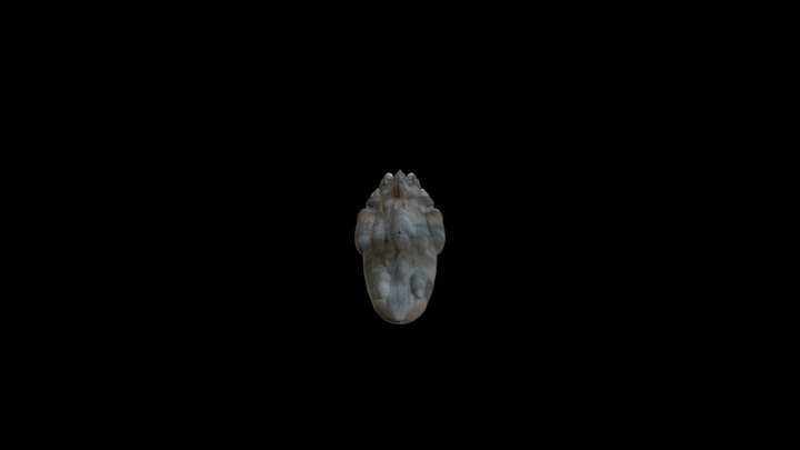 Croiseur 3D Model