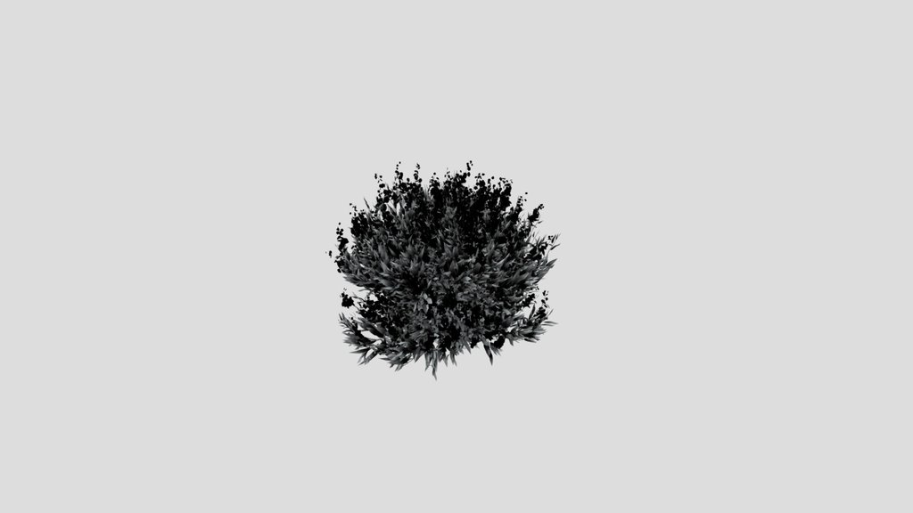 Shurb Caryopteris Bluebeard Animated