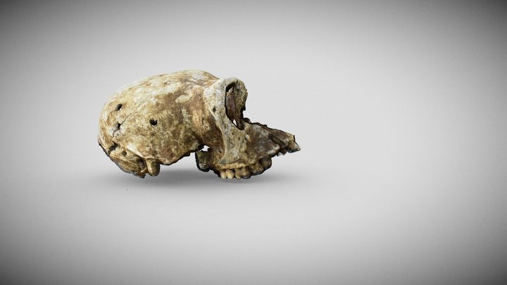 Grey_langoor 3D Model