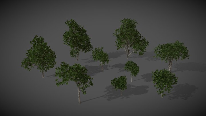 AS06 Ficus Bengalensis (Banyan) 3D Model