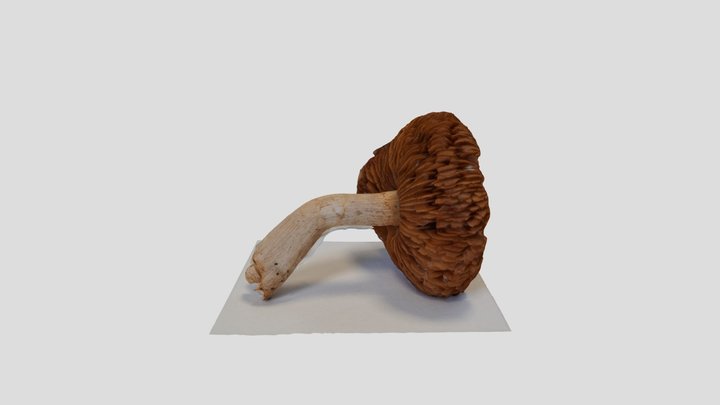 Marasmius oreades -Fairy Ring mushroom – Modello 3D gratuito STL